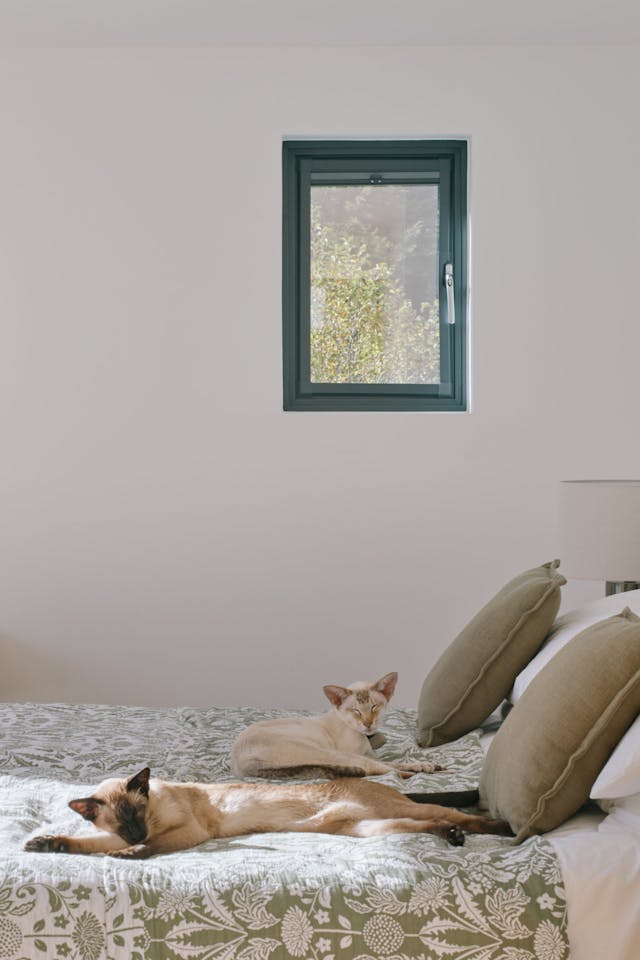 Portrait cats on bed