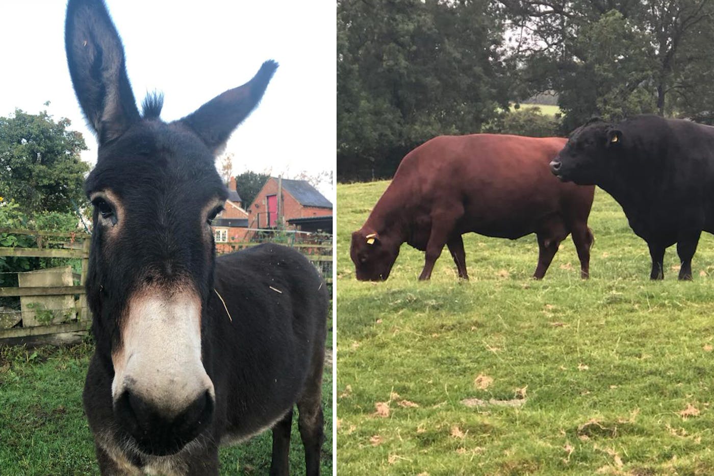 Animals at Orchard Farm