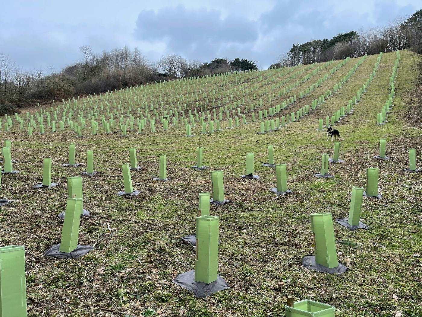 A field of new trees at Lower Tremenheere Farm, Cornwall ©eForests Ltd