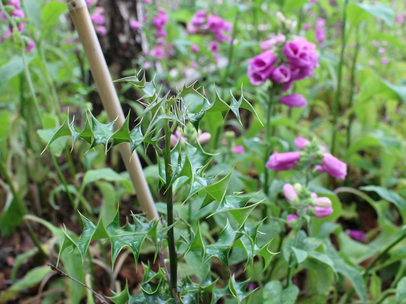 A young holly sapling, Mere Sands Wood, Lancashire ©eForests Ltd