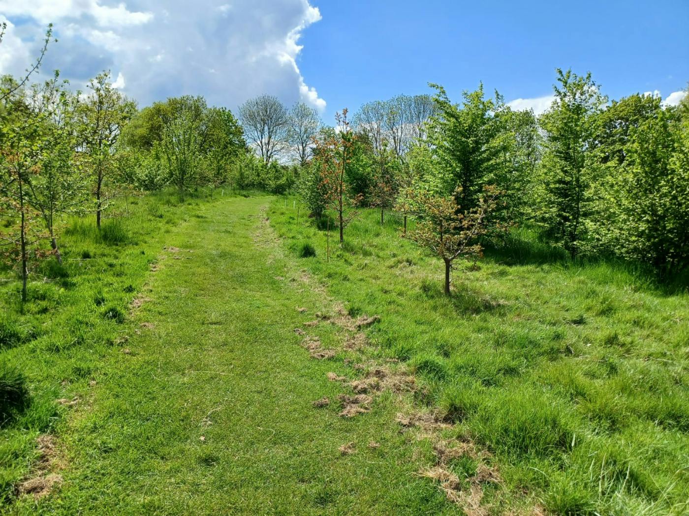 Silver Jubilee Wood, Essex ©eForests Ltd