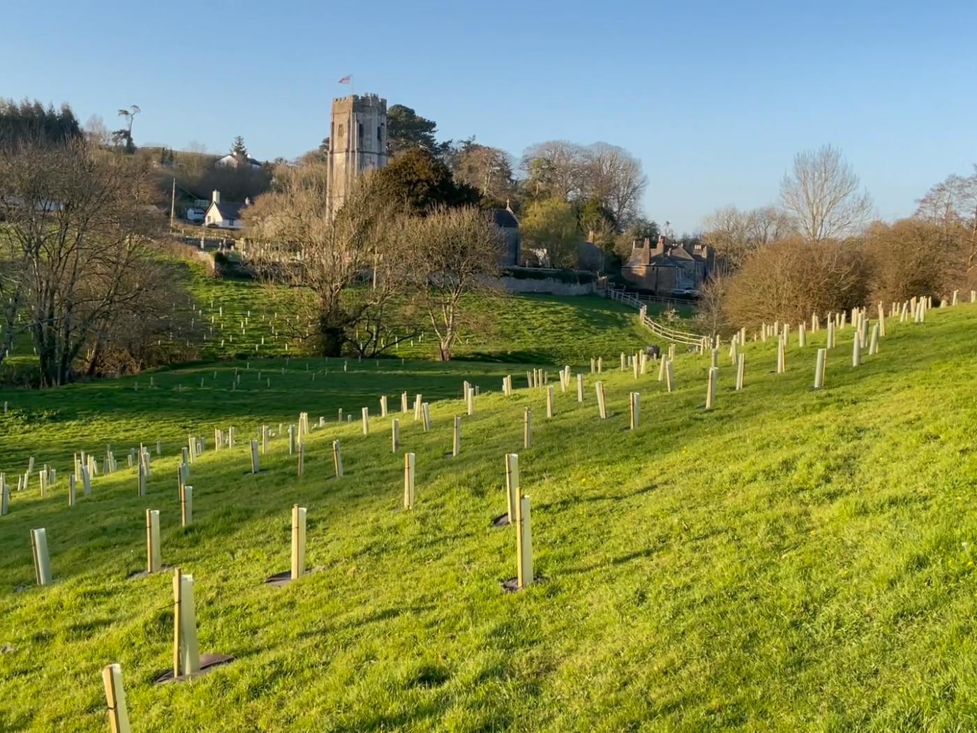 Newly planted trees at Hems Down, Devon ©eForests Ltd