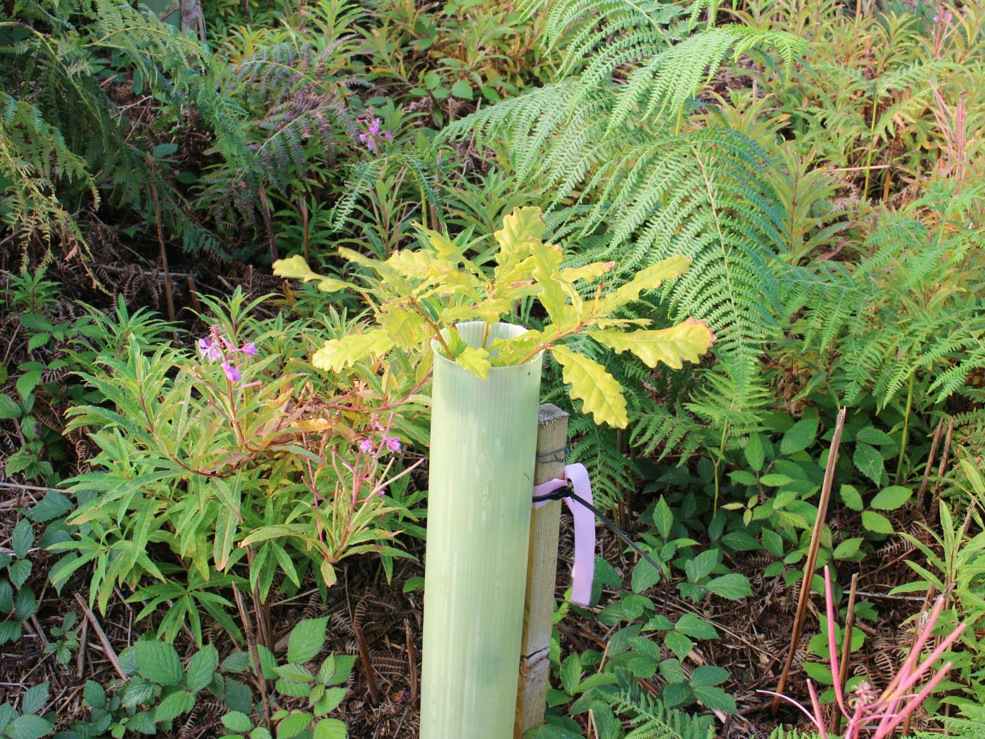 Oak tree in shelter, St Ives Community Orchard, Cornwall ©eForests Ltd
