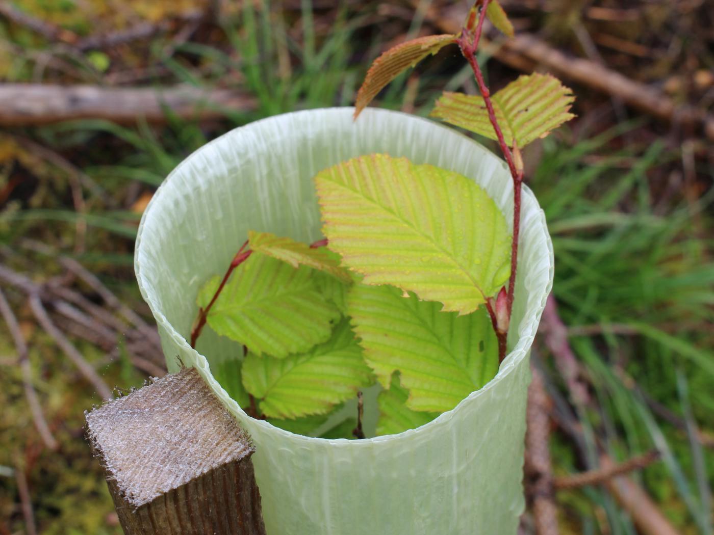 Common beech tree in shelter ©eForests Ltd